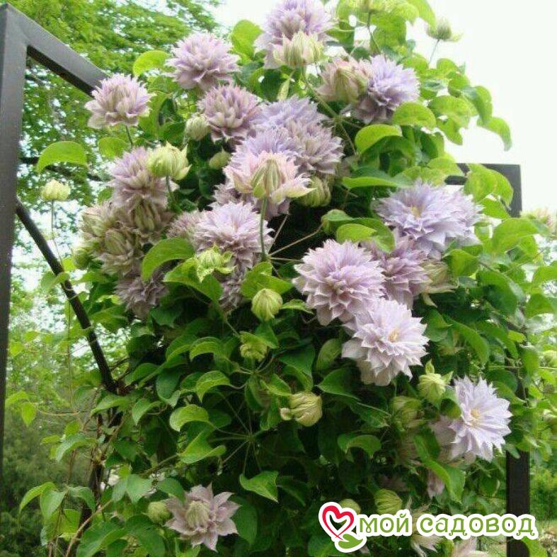 Клематис Бель Вокинг ЗКС