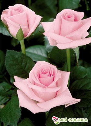 Роза Титаник