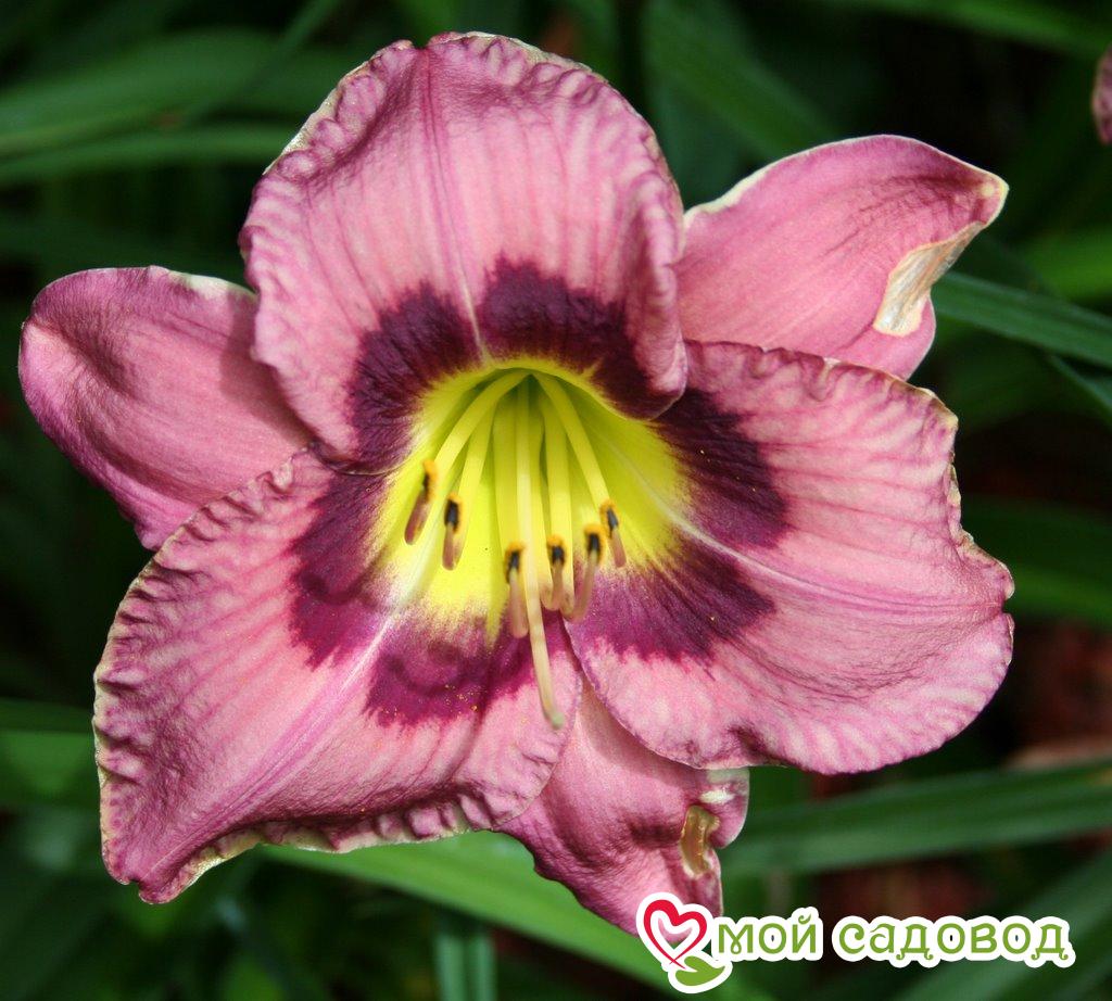 ЛИЛЕЙНИК ОЛВЕЙС АФТЕРНУН