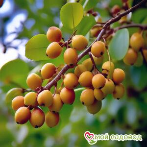 Зизифус Очарование