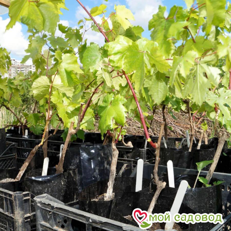 Виноград Блэк Перпл